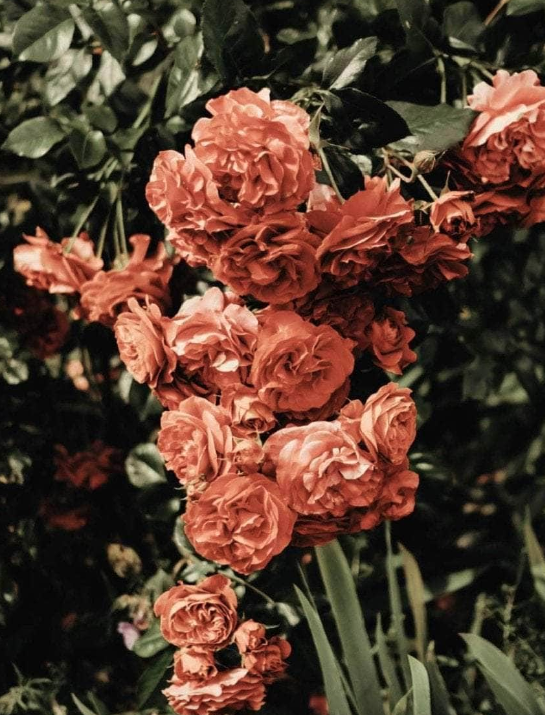 Scented Candle Rosenrot Small - Image 4